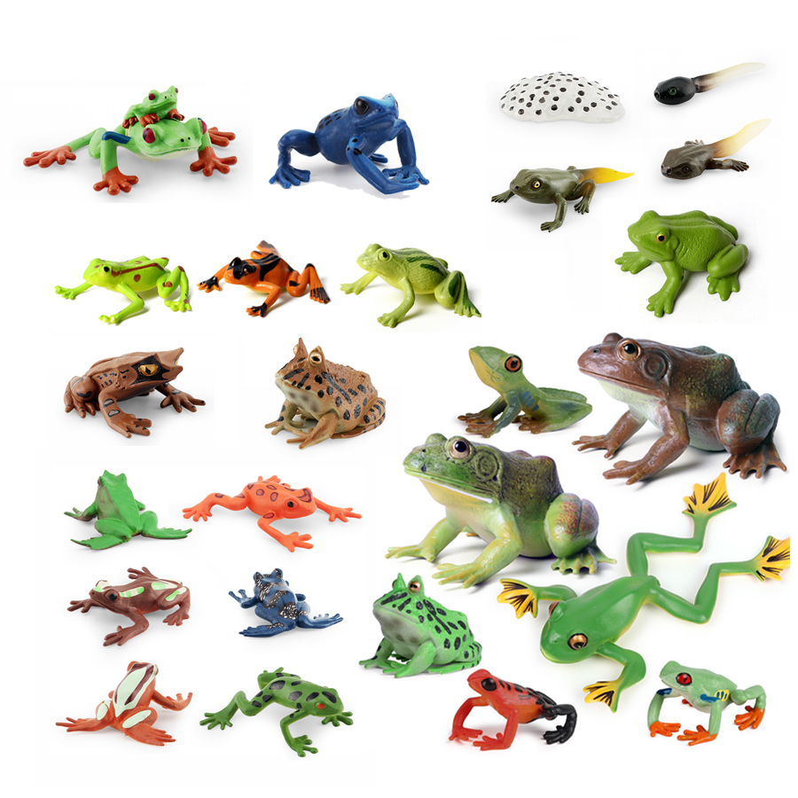 Kids Toys Cycle - Realistic Amphibians Frogs Life Cycle Figures