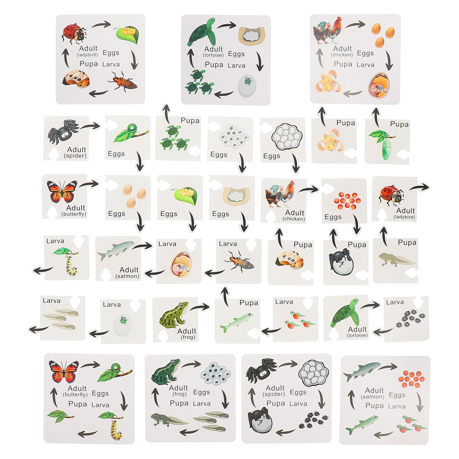 Kids Toys Cycle - 7 Sets Life Cycle Learning Toy