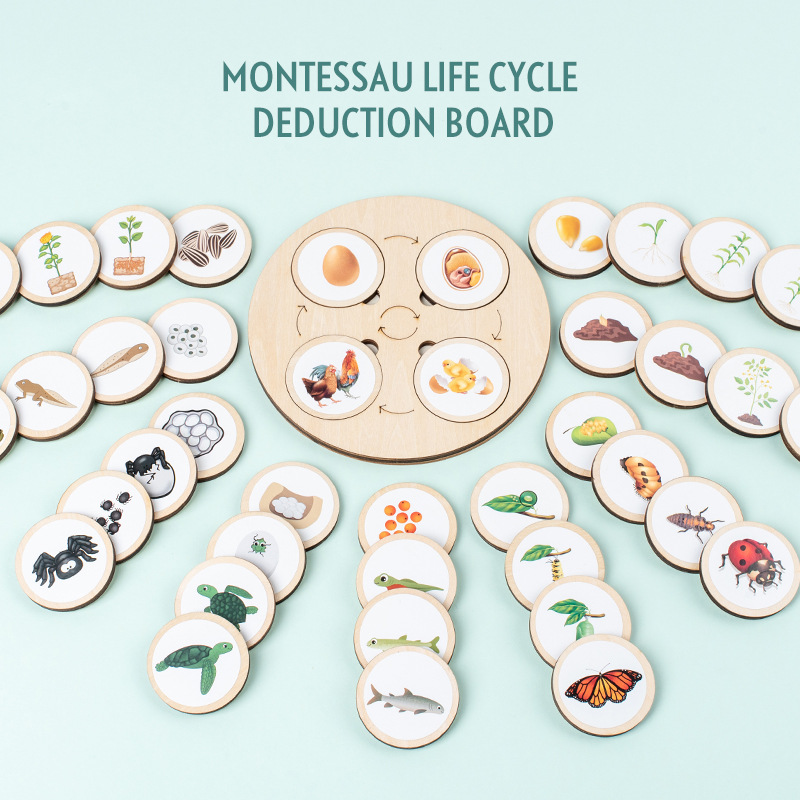 Kids Toys Cycle - Life Cycle Board Montessori Kit Biology