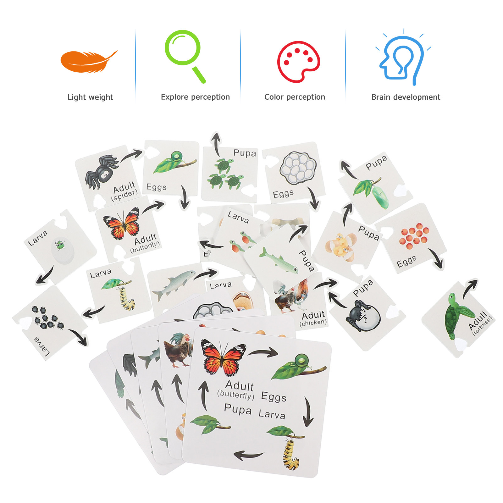 7 Sets Life Cycle Learning Toy - Kids Toys Cycle ulasan dan harga